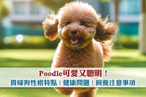 Poodle可愛又聰明-貴婦狗性格特點-健康問題-飼養注意事項